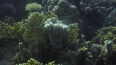 callyspongia sponge coral or colonial tube-sponge in the reef of the red sea , callyspongia is a genus of demosponges in the family callyspongiidae