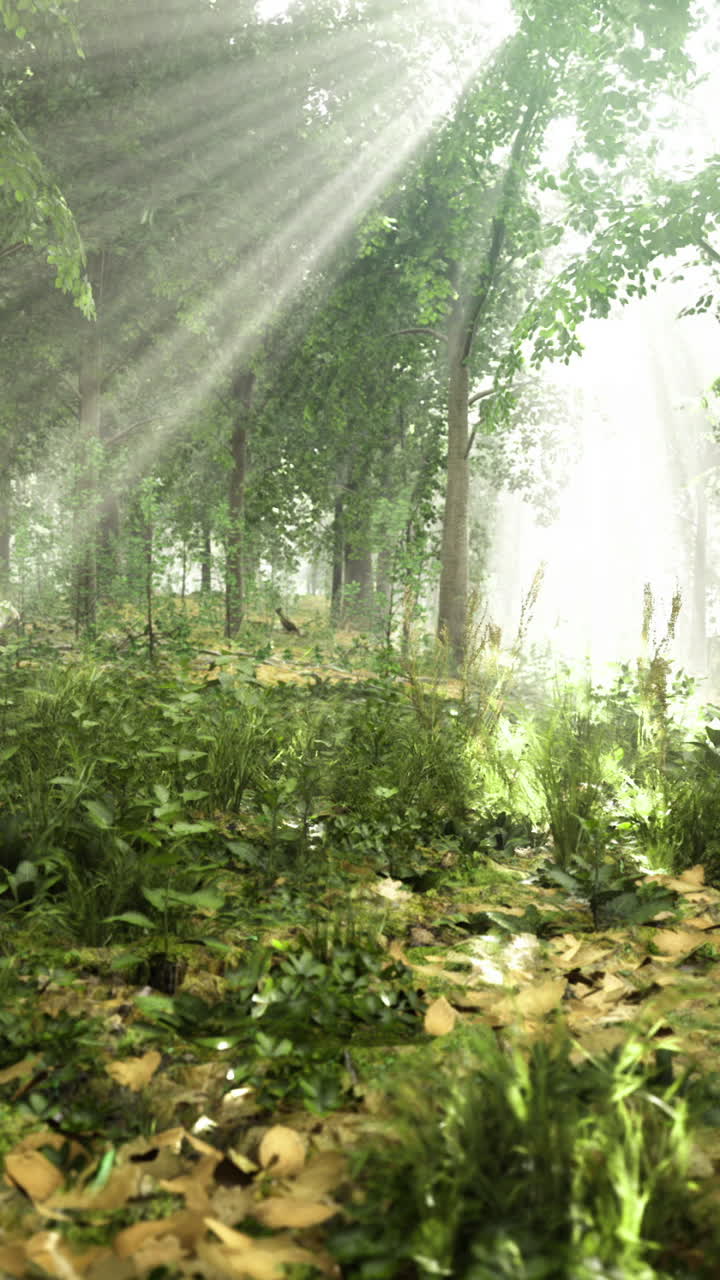 Sunlight filters through a lush forest canopy creating a serene atmosphere