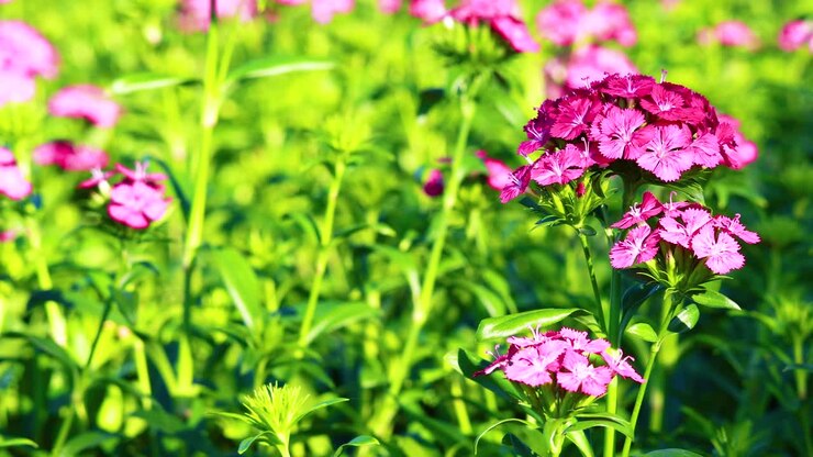 Beautiful Pink Dianthus Flowers in a Garden