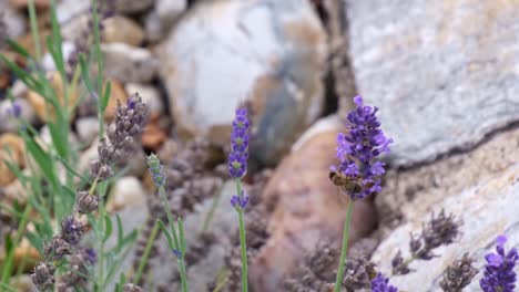 cierre de abejas obreras que vuelan entre plantas de brezo violeta y recogen el polen
