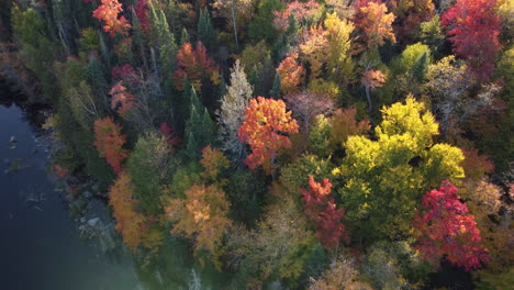 lakeside forest colored in majestic autumn colors, aerial drone view