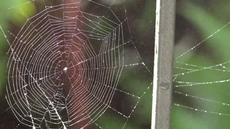 spider web glistening with water drops in forest