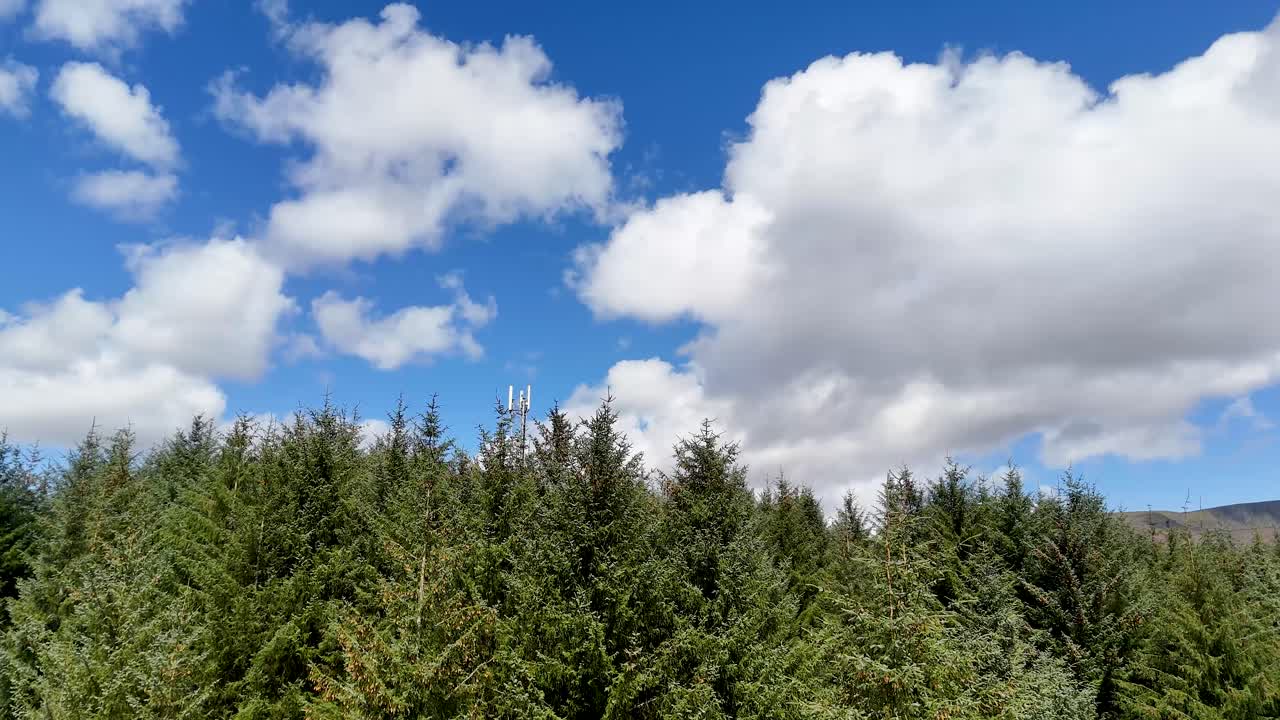 Camera tilts up from dense pine forest to reveal blue sky and clouds in Scotland