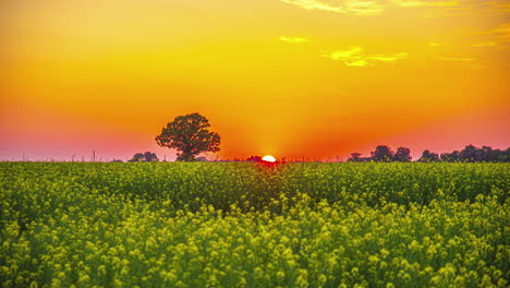 a field of rapeseed flowers beneath a glowing golden sunset time lapse