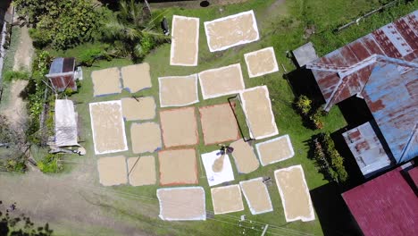 farmer drying harvested rice outside in sunlight, aerial drone top down view