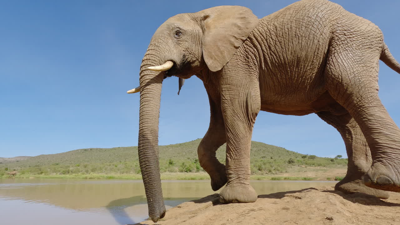 Afrikansk savanneelefant går hurtigt væk.