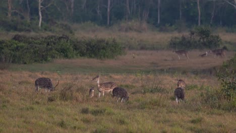 A-group-of-spotted-deer-alert-for-the-dangers-in-the-jungle