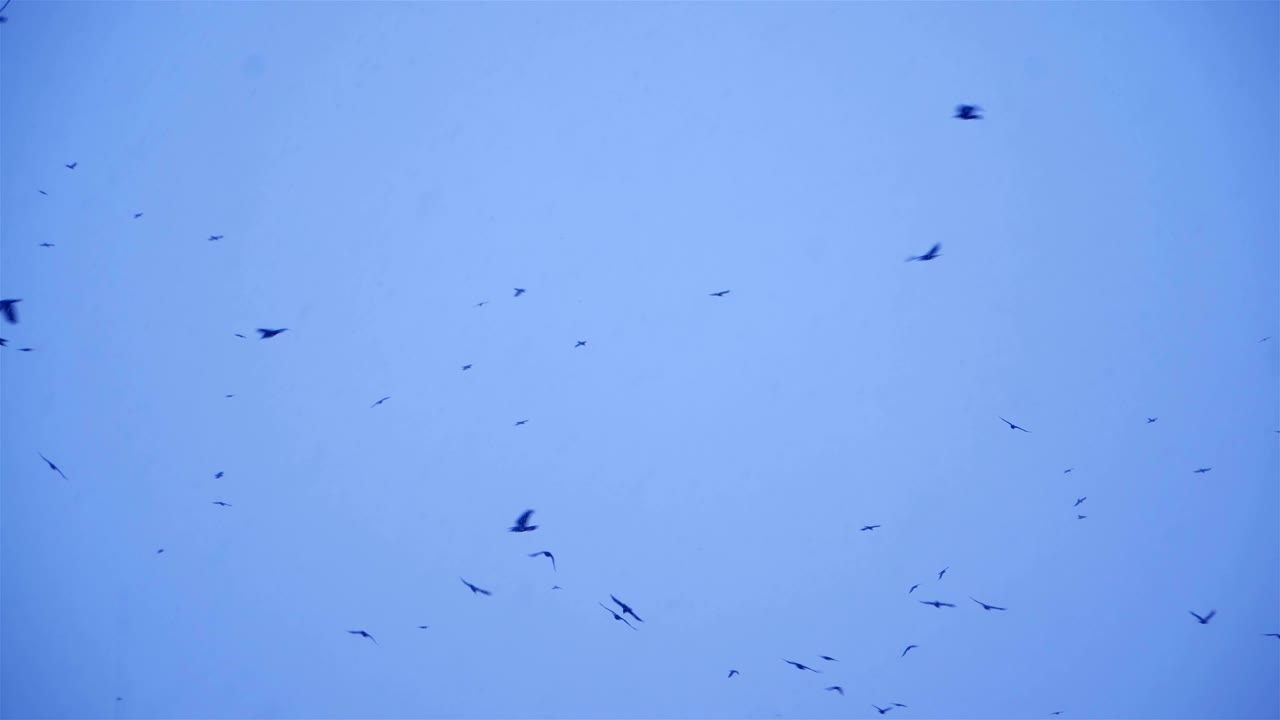 새 무리가 하늘을 날아다닙니다.