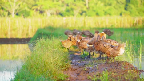 Eine-Herde-Enten,-Die-Nach-Dem-Schwimmen-Ihre-Federn-Trocknen