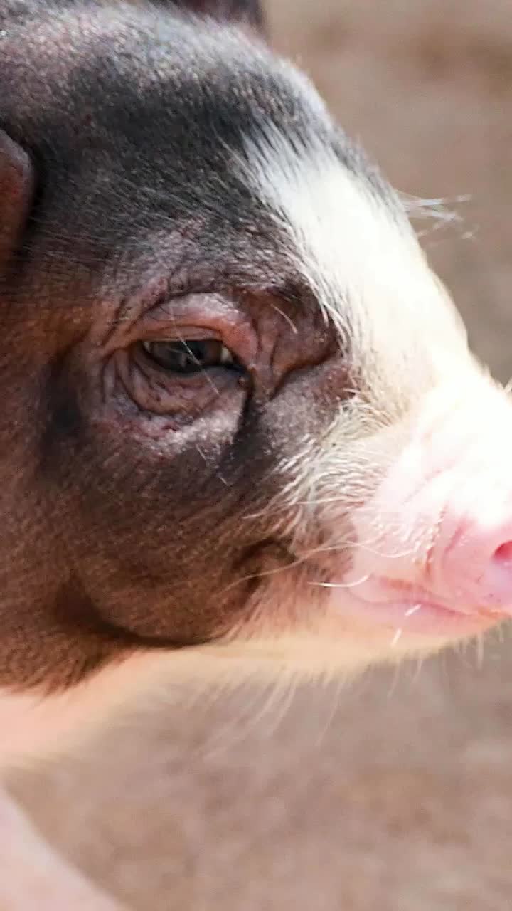 유쾌 한 미니 돼지 들 이 주변 을 탐험 하고 있다