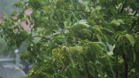 walnut during heavy downpour. top of trees swaying in hard rain.