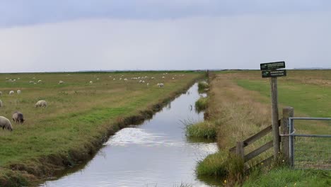 Zanja-De-Drenaje-Que-Atraviesa-Pastizales-Cerca-Del-Mar-De-Wadden