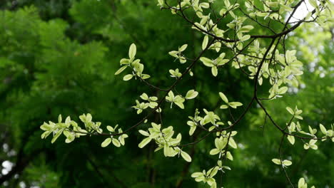 capturing the beauty of delicate light green leaves on branching twigs, illuminated by warm natural sunlight, creating a serene and inviting atmosphere for nature lovers.
