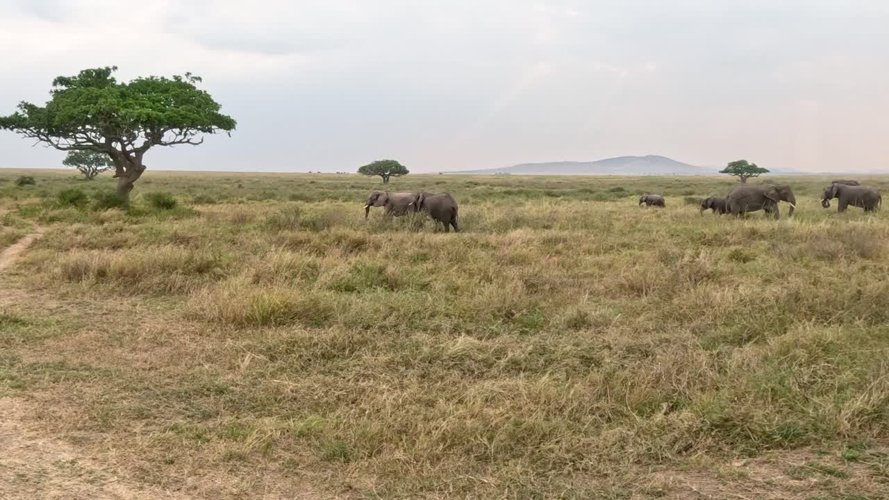 Filhotes de elefante brincando no Parque Nacional do Serengeti, Tanzânia, durante uma viagem de safári.
