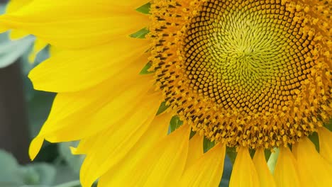 detailed view of vibrant sunflower petals and textured leaves covered in pollen.