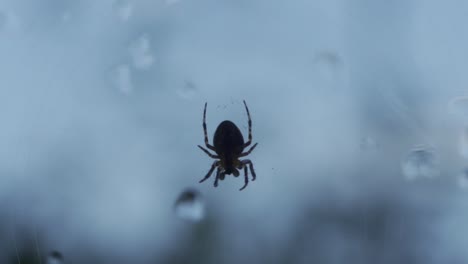 Tiro-Macro-De-Una-Araña-En-Un-Día-Sombrío,-Piernas-Moviéndose-En-Cámara-Lenta