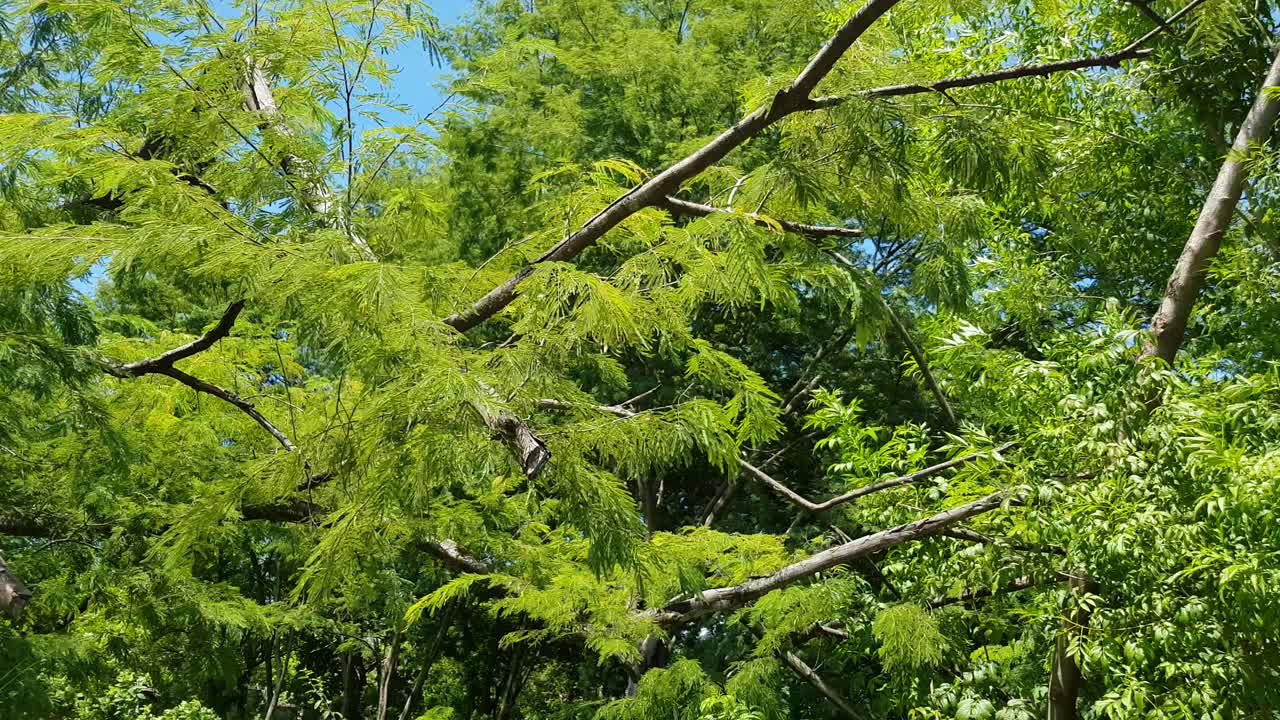 강하고 지속적인 바람에 잎이 흔들리는 잎이 많은 나뭇가지
