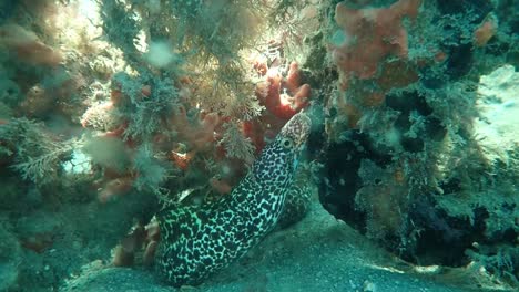 curious spotted moray eel in degraded reef, slow motion, 2k