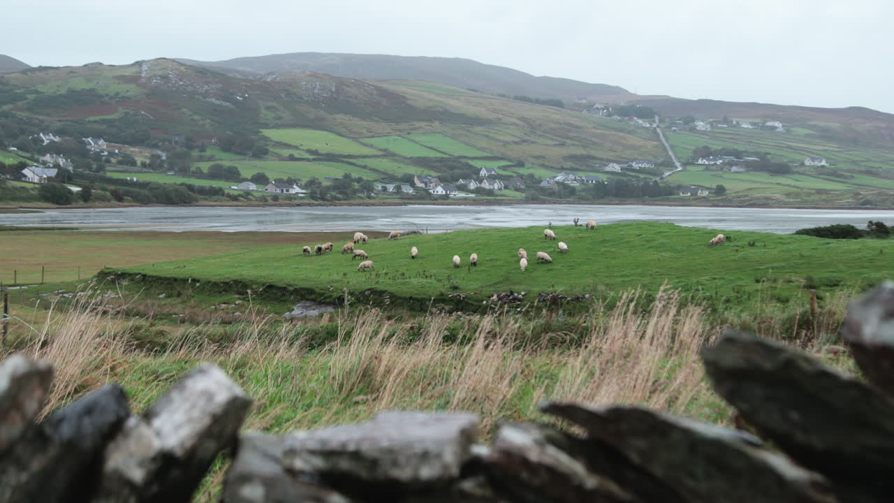 A group of sheep grazes on vibrant green fields in County Donegal, with rolling hills and a serene waterway in the distance under overcast skies.