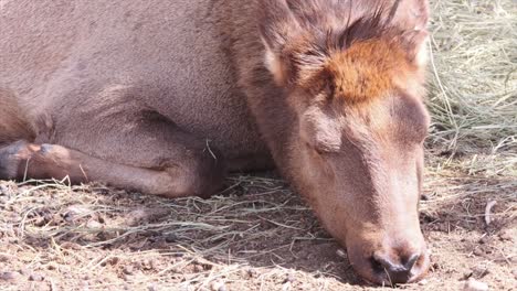 Weiblicher-Wapiti-Elch-Schnippt-Mit-Den-Ohren-Nach-Lästigen-Insekten,-Während-Er-Versucht-Zu-Schlafen