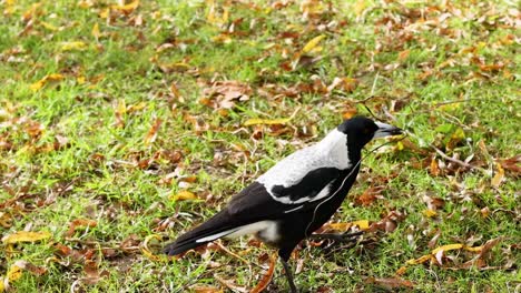 a magpie walks across a grassy area covered with autumn leaves, showcasing its black and white plumage.