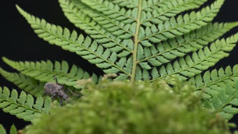 Selva-Tropical-Con-Escarabajo-De-Cuernos-Largos-De-Dos-Bandas---Rhagium-Bifasciatum