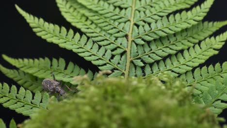 selva tropical con escarabajo de cuernos largos de dos bandas - rhagium bifasciatum