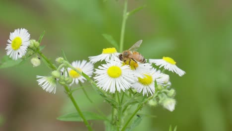 chamomile flowers and bee collecting pollen