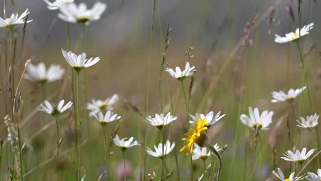 Abstrakter-Hintergrund-Der-Alpenblumen-Kamille.