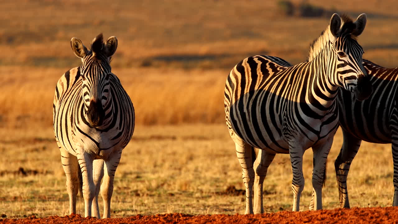 Zebra reflecting sunset colors, flicking their tails at a water hole