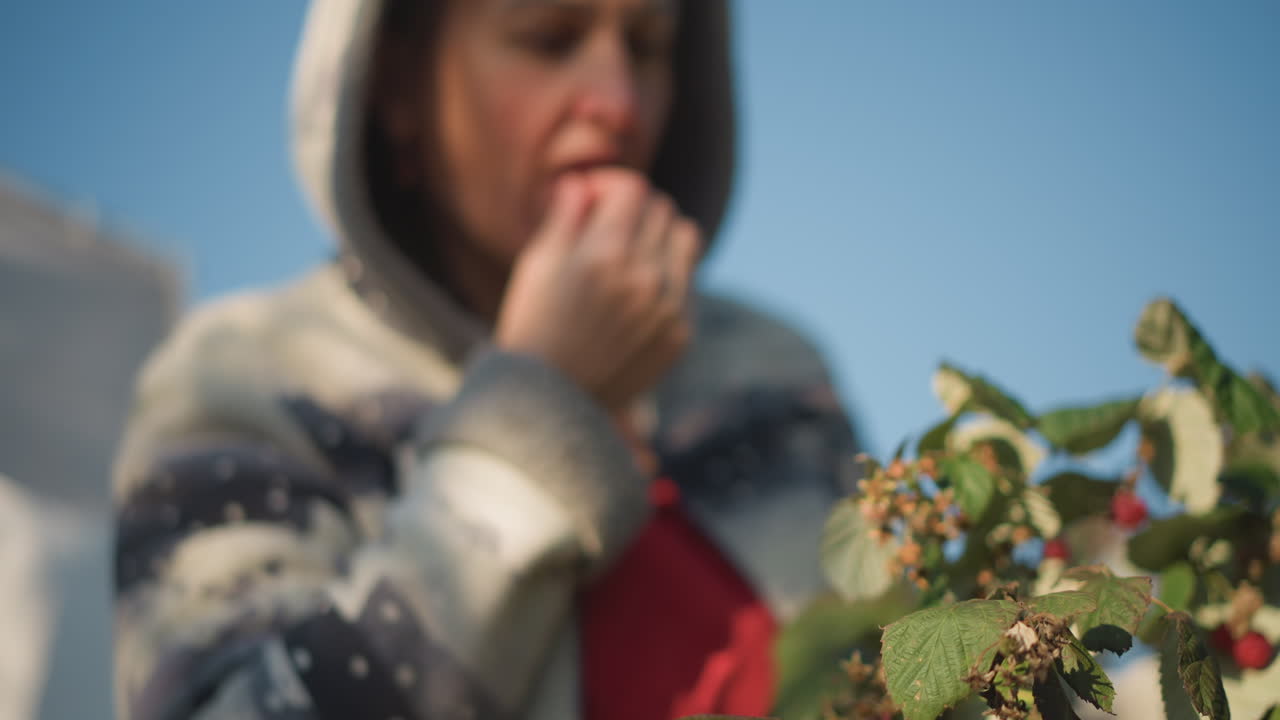 Donna caucasica che raccoglie lamponi in giardino, felpa con cappuccio e cielo azzurro tenue, ispezionando la frutta e assaggiando un piccolo campione, routine di cucina casalinga, espressione pensierosa, prodotti del cortile per marmellate e prodotti da forno