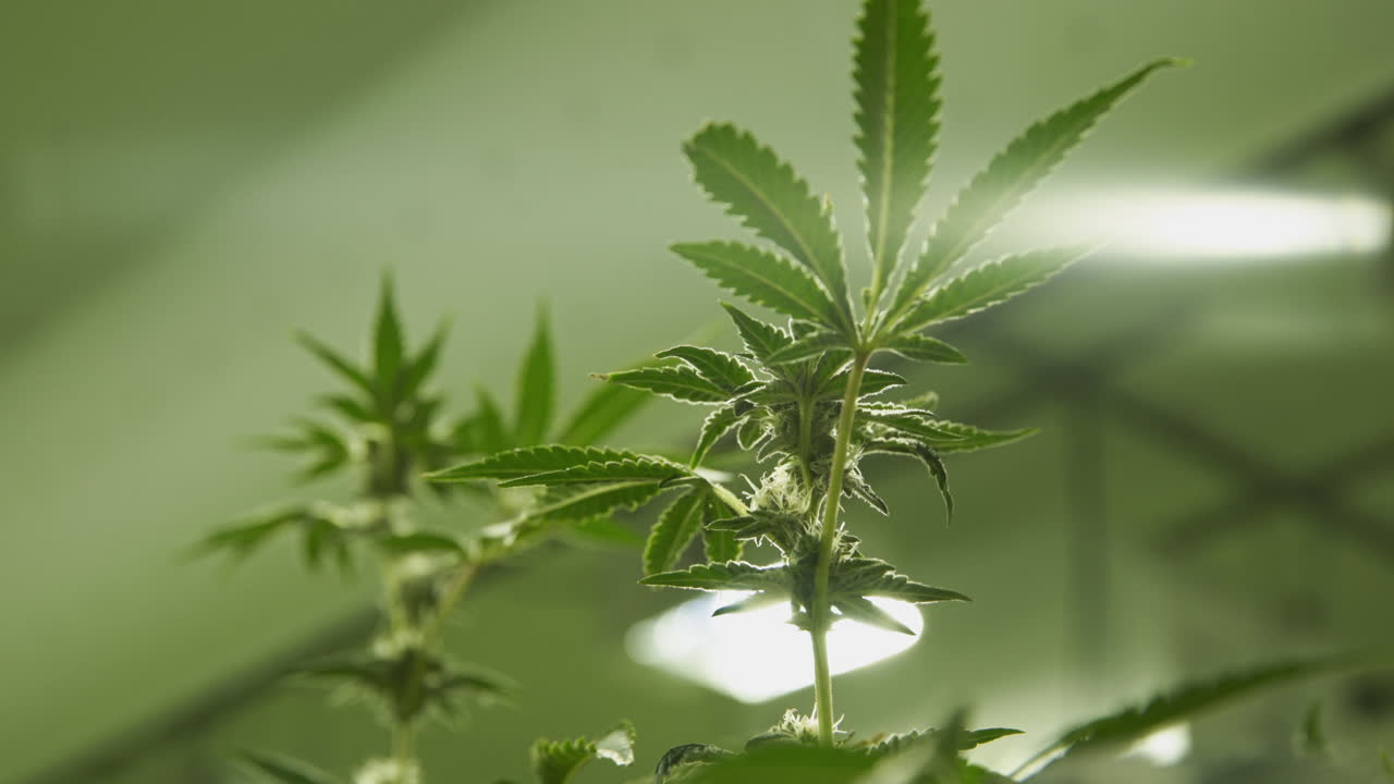 온실에서 신진 마리화나 대마초 식물 클로즈업 샷, 4k