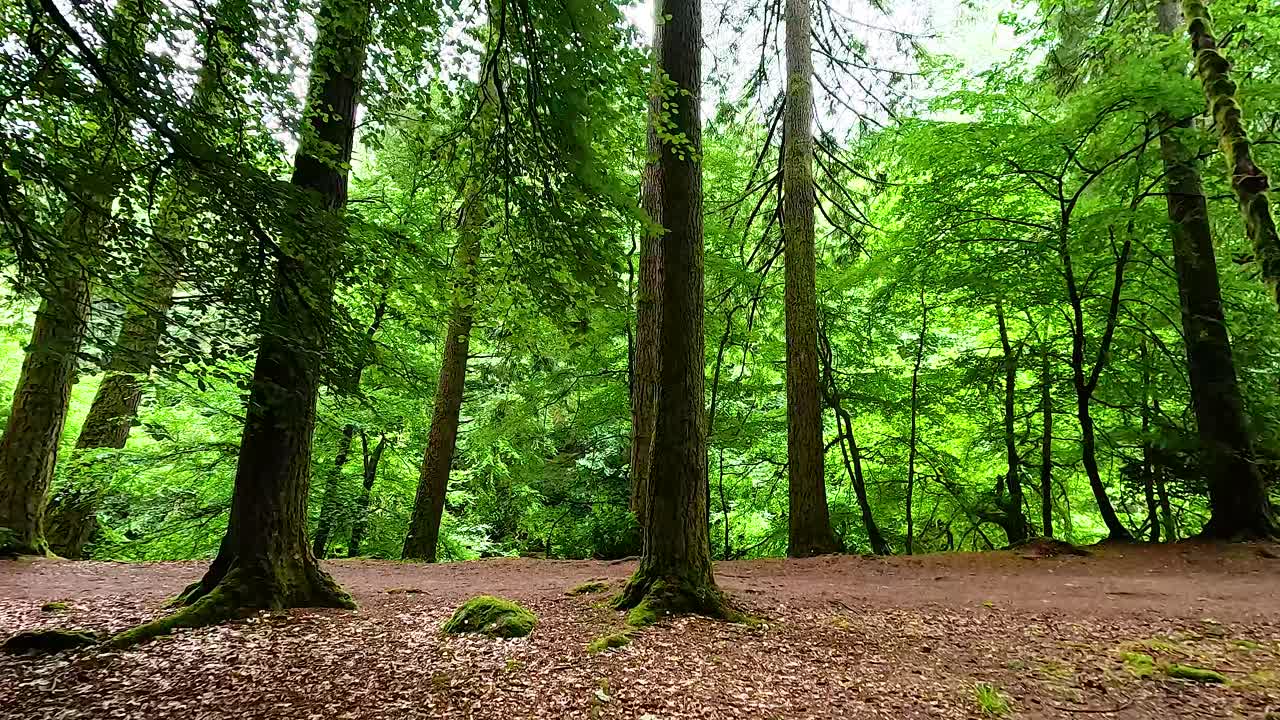 Foresta verde lussureggiante con un fiume che scorre