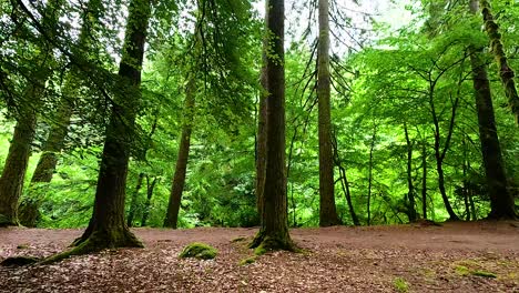 lush green forest with a flowing river