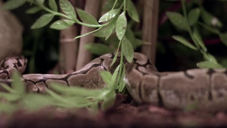 detalle abstracto de una piel de reptil pitón real en su jaula