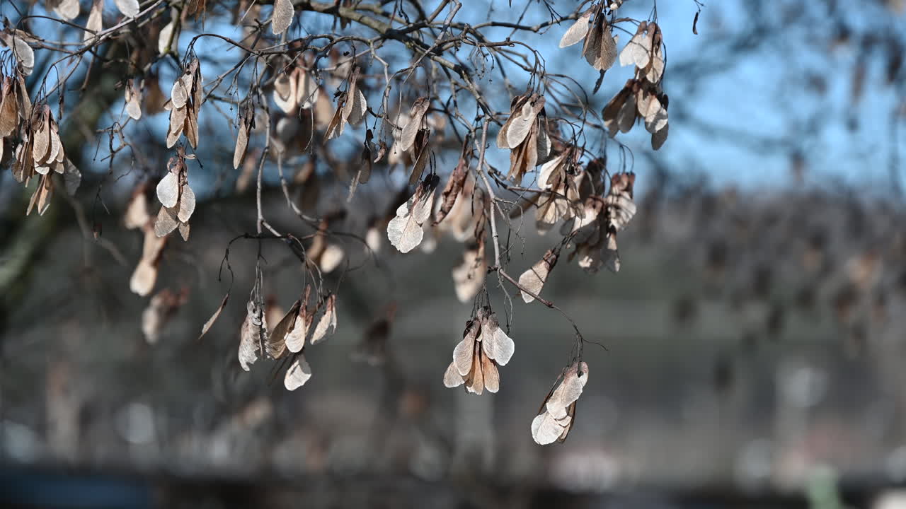 Dried maple seeds hanging from branches in winter sunlight