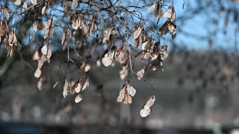 dried maple seeds hanging from branches in winter sunlight