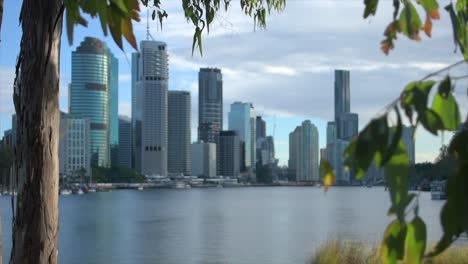 lovely pull-focus shot through trees to focus on the brisbane central business district across the peaceful brisbane river