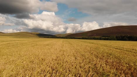 wheat fields in the pentland hills, scotland- aerial view