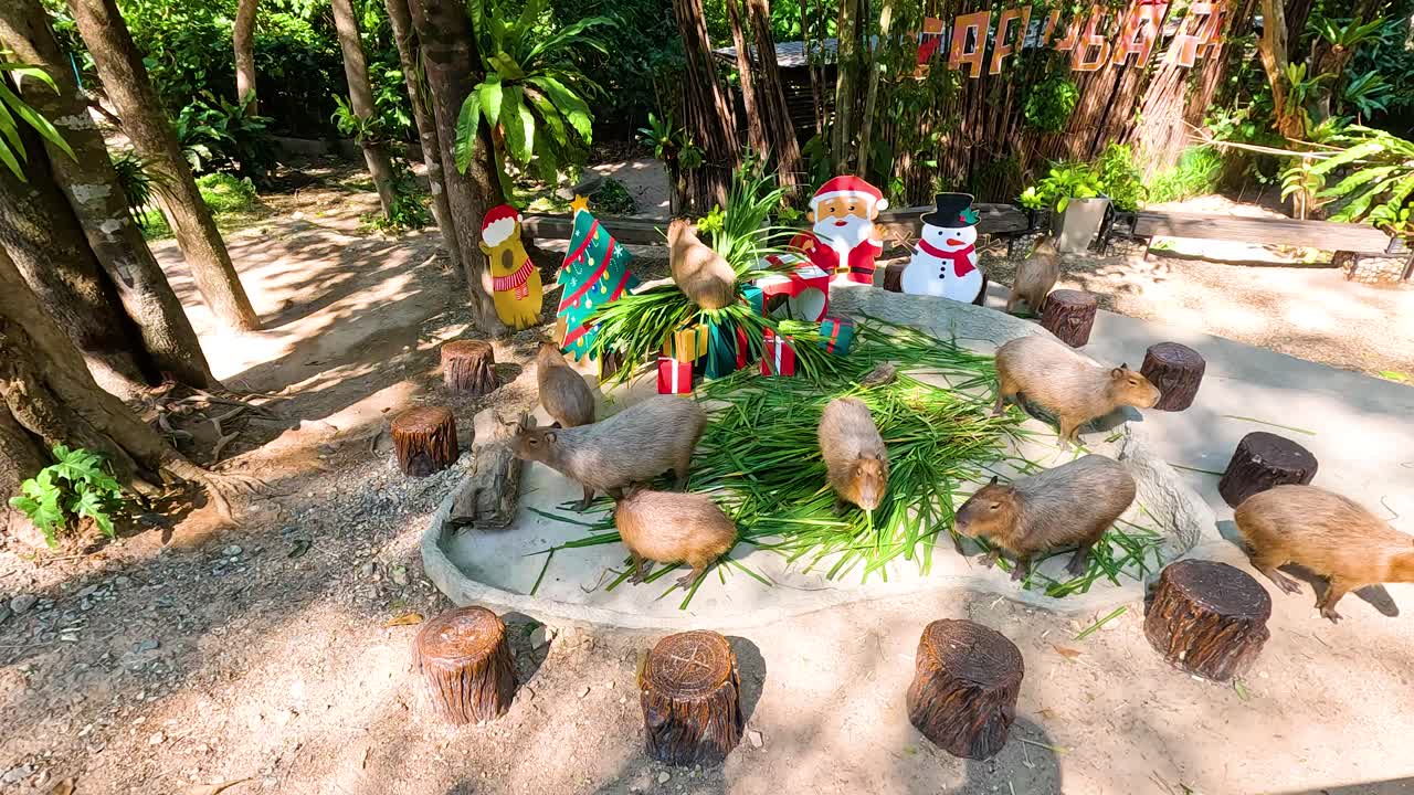 capíbaras disfrutando de las decoraciones navideñas en el zoológico