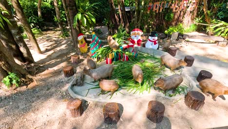 capybaras enjoying christmas decorations at the zoo