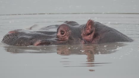 head of massive hippopotamus emerging from lake in uganda, east africa