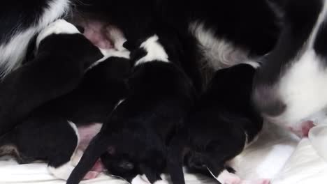 Mamá-Border-Collie-Lamiendo-A-Su-Cachorro-Recién-Nacido