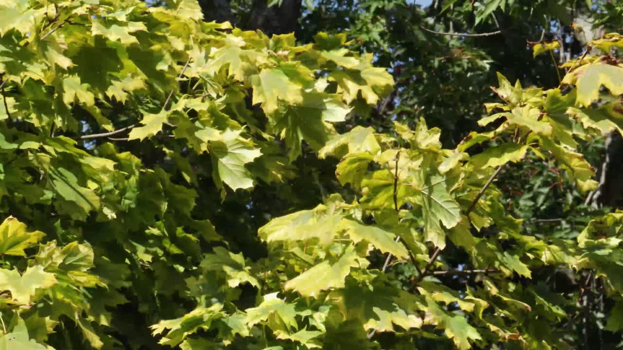 The variegated leaves of the decorative Harlequin Maple are gently blowing in the wind