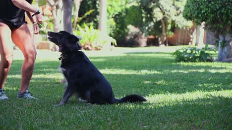 una joven caucásica juega con su perro en el jardín de una casa en un día soleado