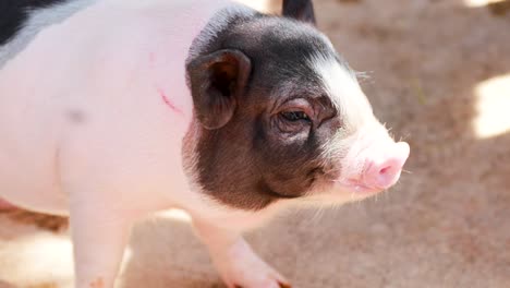 playful mini pigs exploring their surroundings