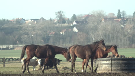 three brown horses follow each other to water trough, tracking, slow mo