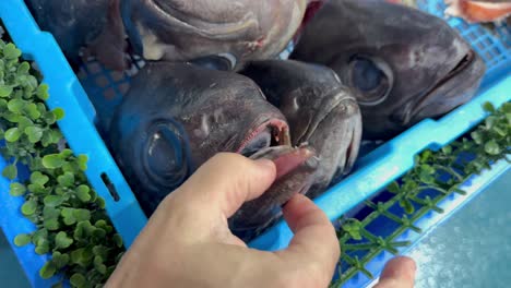 hands inspecting fish at seafood market