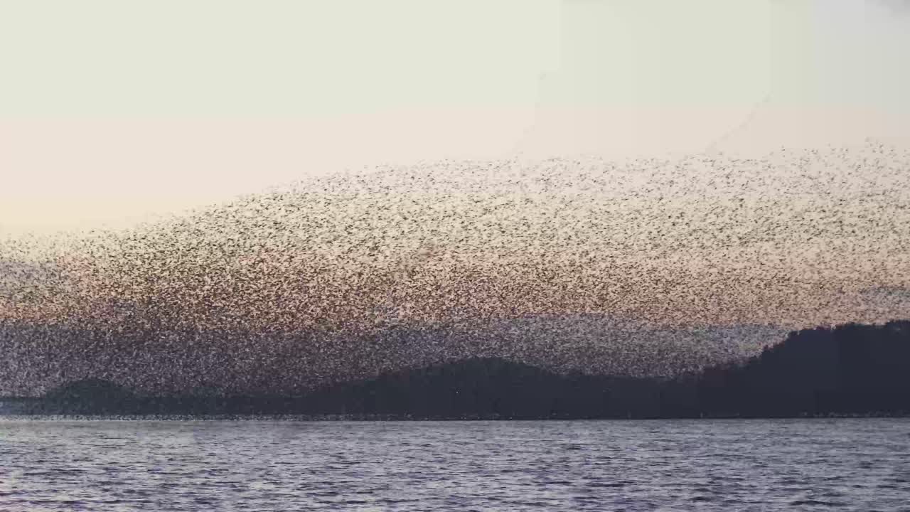Birds migrating in South Korea during winter (3840x2160, 29.97fps) during sunset.