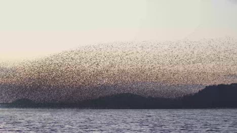 birds migrating in south korea during winter (3840x2160, 29.97fps) during sunset.